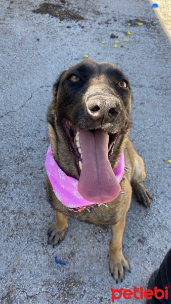 Belçika Malinois, Köpek  Cesi fotoğrafı