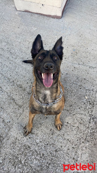 Belçika Malinois, Köpek  Cesi fotoğrafı