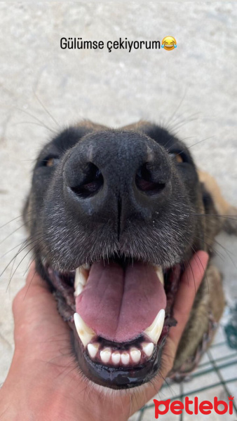 Belçika Malinois, Köpek  Cesi fotoğrafı