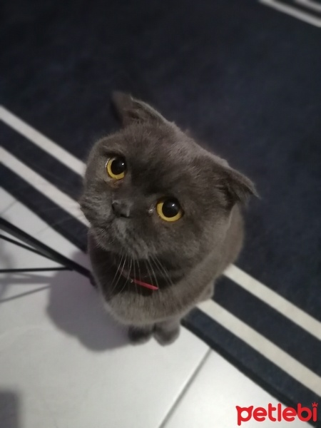Scottish Fold, Kedi  Gece fotoğrafı