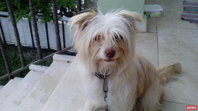 Yorkshire Terrier, Köpek  Şımarık  fotoğrafı