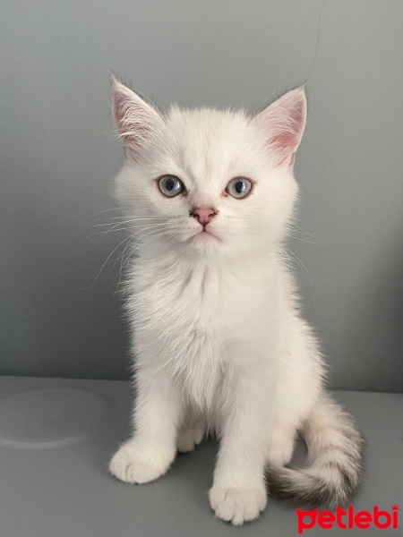 British Shorthair, Kedi  Yuki fotoğrafı