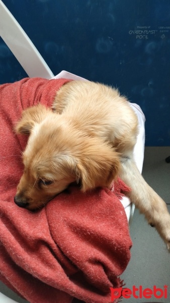 Golden Retriever, Köpek  Pamuk fotoğrafı