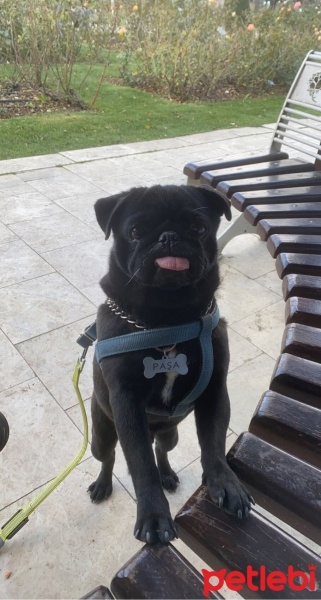 Pug, Köpek  Paşa fotoğrafı