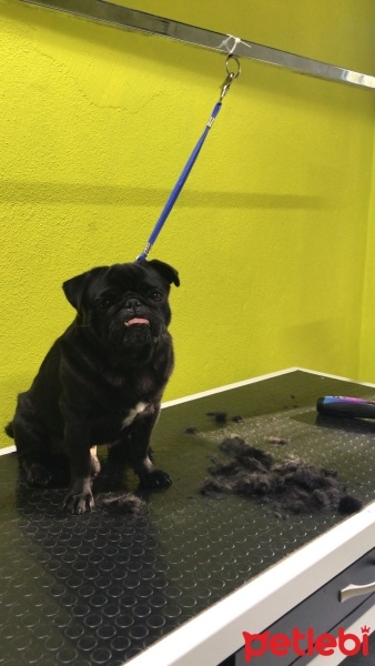 Pug, Köpek  Paşa fotoğrafı
