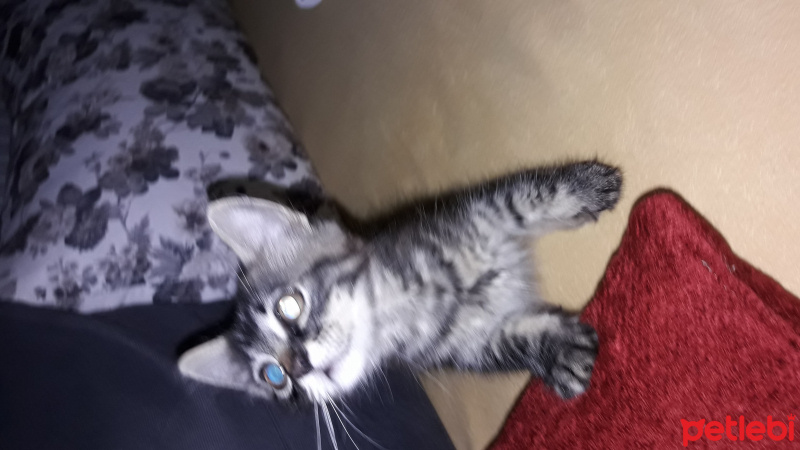 Abyssinian, Kedi  Duman fotoğrafı