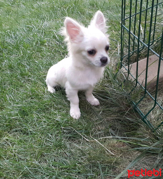 Chihuahua, Köpek  Marley fotoğrafı