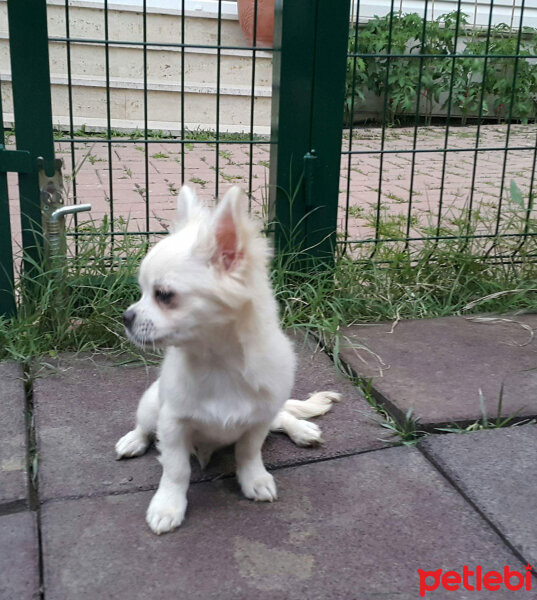 Chihuahua, Köpek  Marley fotoğrafı