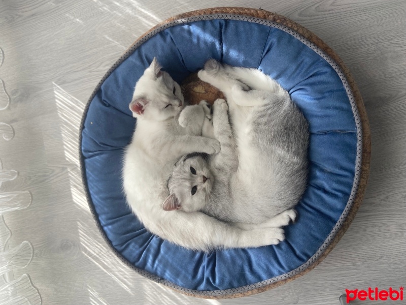 Scottish Fold, Kedi  Miya ve Luna fotoğrafı