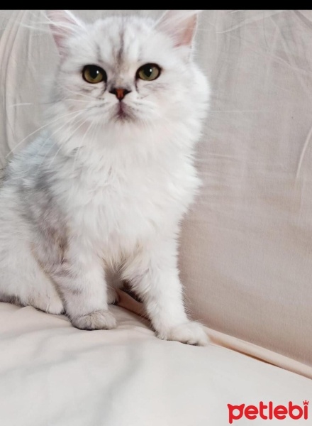 Chinchilla, Kedi  Minnoş fotoğrafı
