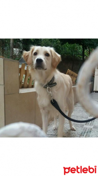 Golden Retriever, Köpek  Tina fotoğrafı