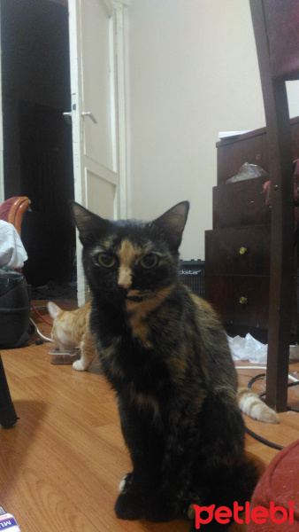 Tekir Kedi, Kedi  Neşe fotoğrafı