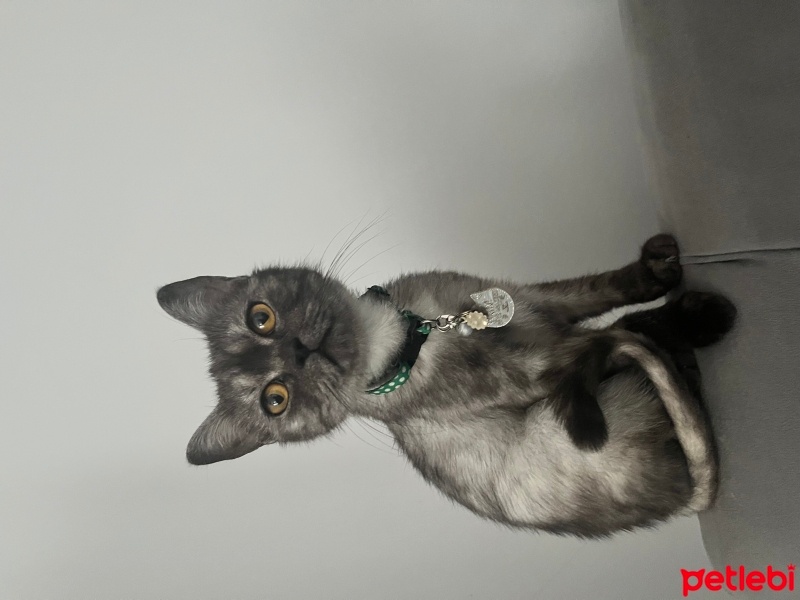 British Shorthair, Kedi  Mia fotoğrafı