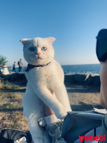 Scottish Fold, Kedi  Pera fotoğrafı