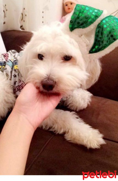 Maltese, Köpek  Bonny fotoğrafı