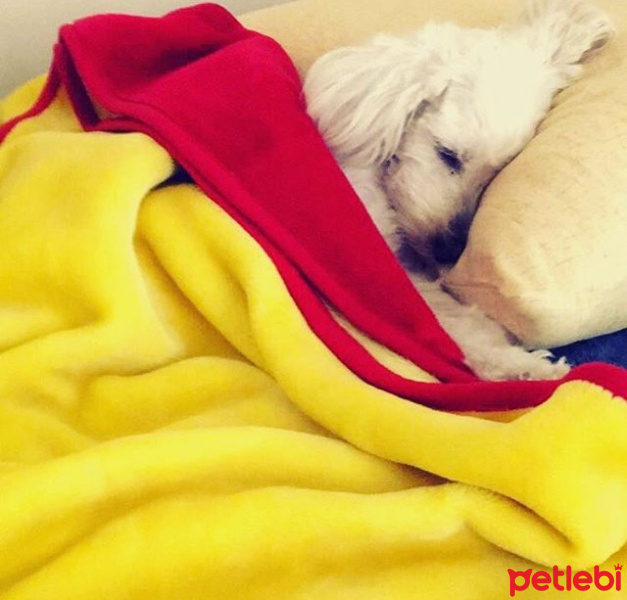 Maltese, Köpek  Bonny fotoğrafı