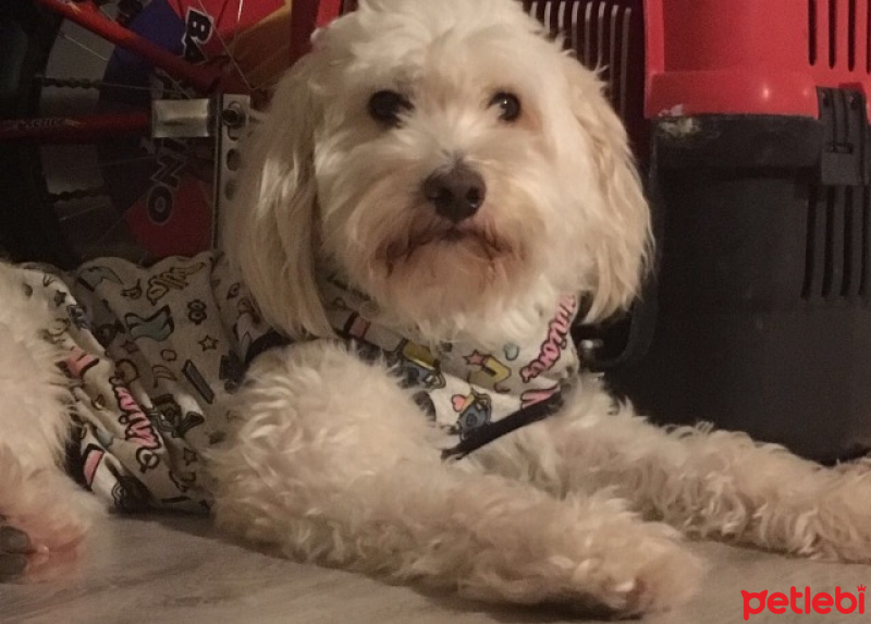 Maltese, Köpek  Bonny fotoğrafı