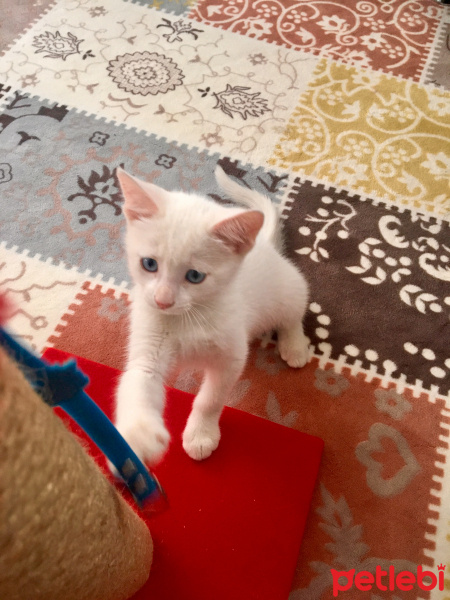 Van Kedisi, Kedi  Şinok fotoğrafı