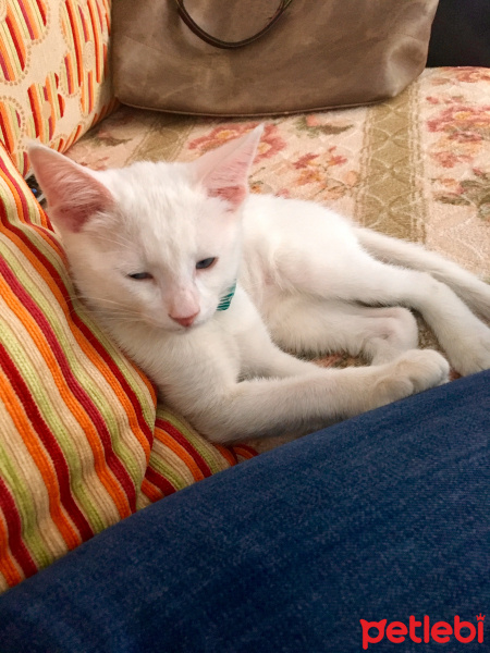 Van Kedisi, Kedi  Şinok fotoğrafı