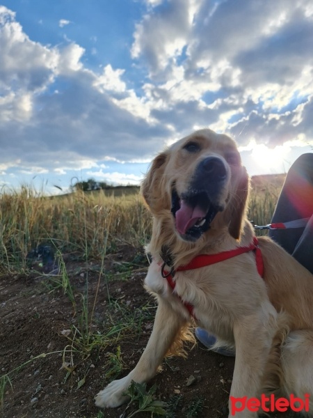 Golden Retriever, Köpek  Paşa fotoğrafı