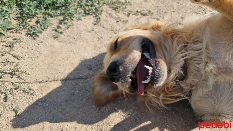 Golden Retriever, Köpek  Paşa fotoğrafı