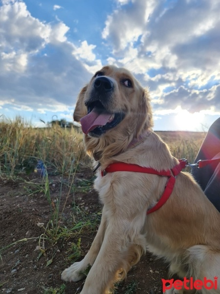 Golden Retriever, Köpek  Paşa fotoğrafı