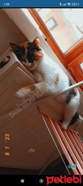 Tekir Kedi, Kedi  Şila fotoğrafı