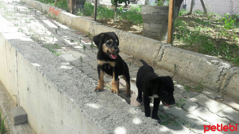 Rottweiler, Köpek  Krak fotoğrafı