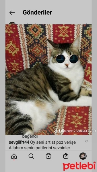 Tekir Kedi, Kedi  Pati fotoğrafı