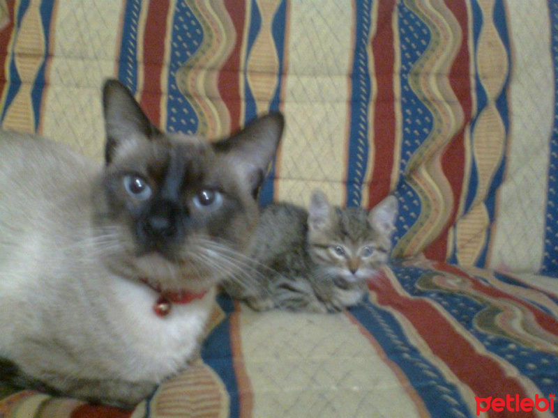 Siyam Kedisi, Kedi  Zeus fotoğrafı