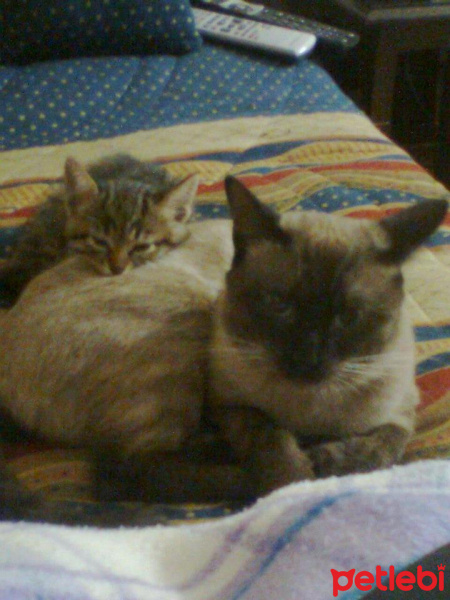 Siyam Kedisi, Kedi  Zeus fotoğrafı