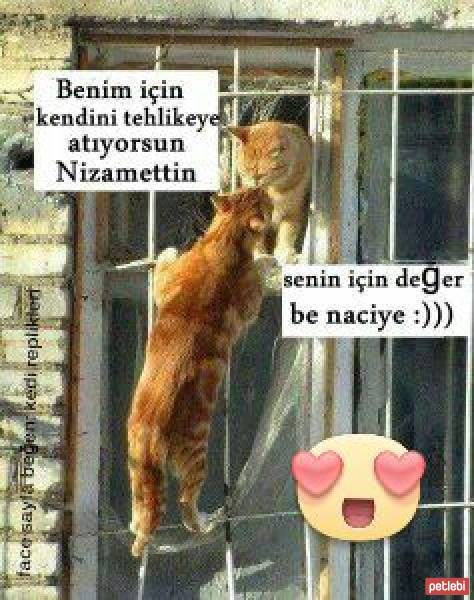 Tekir Kedi, Kedi  Dembaba fotoğrafı