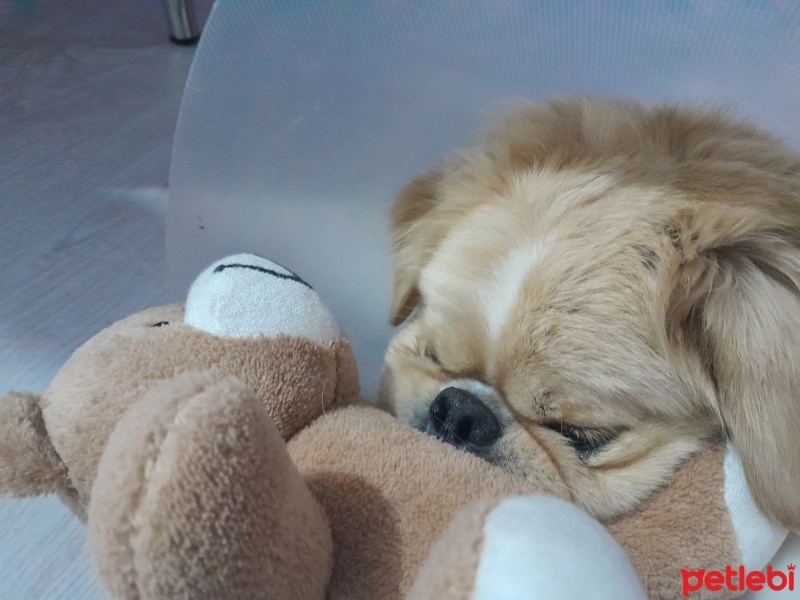 Pekingese, Köpek  Kaju fotoğrafı