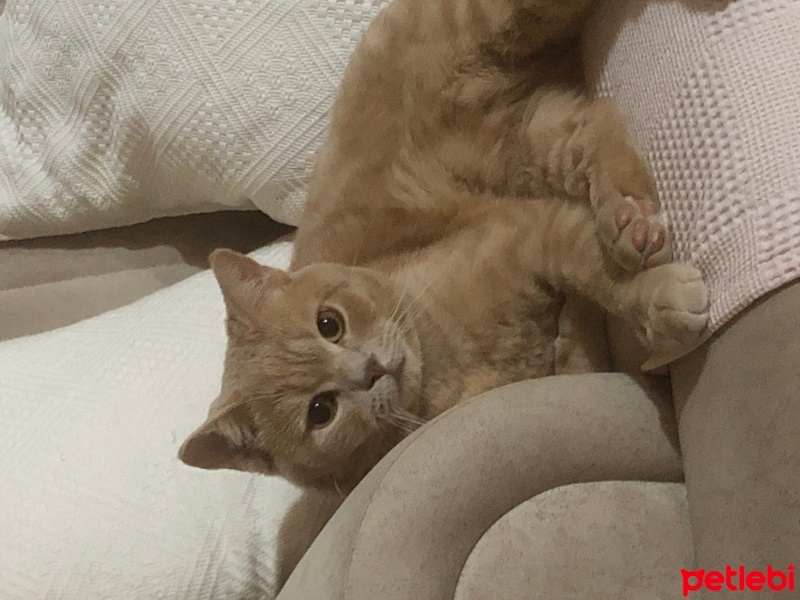 American Shorthair, Kedi  Susam fotoğrafı