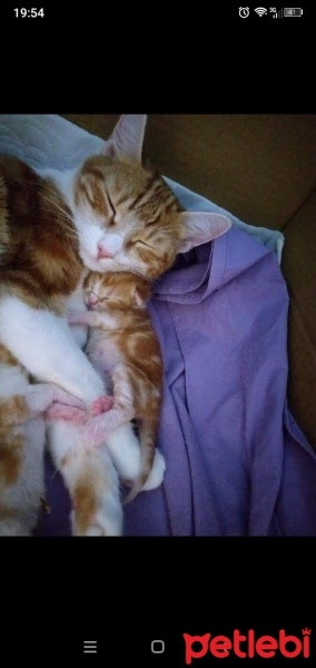 Sarman, Kedi  Sakız fotoğrafı