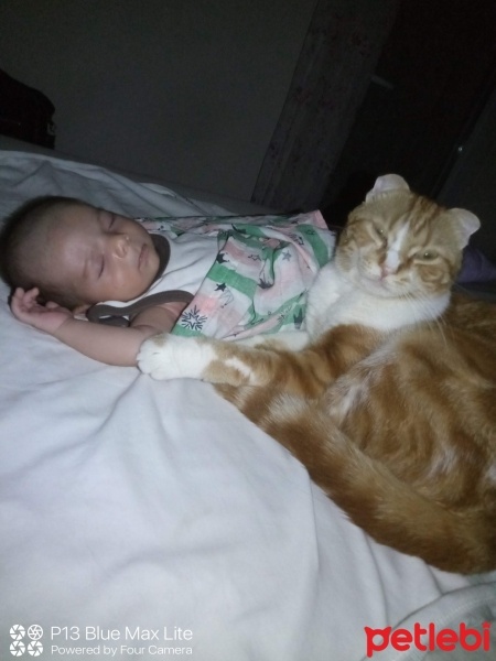 Scottish Fold, Kedi  Paşa Dağdelen fotoğrafı