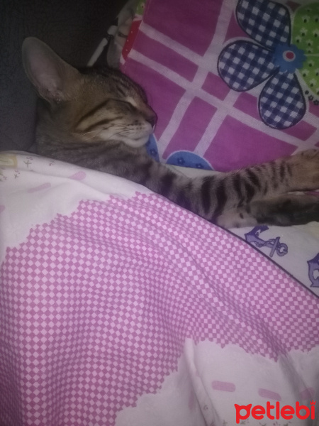 Tekir Kedi, Kedi  Hureyre fotoğrafı