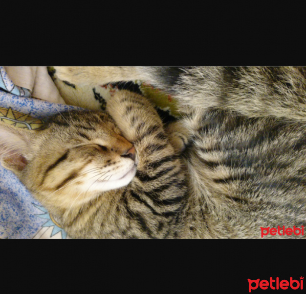 Tekir Kedi, Kedi  Hureyre fotoğrafı