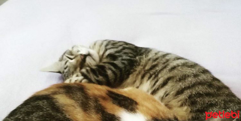 Tekir Kedi, Kedi  Hureyre fotoğrafı