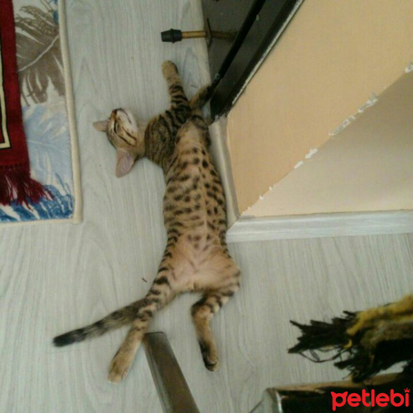 Tekir Kedi, Kedi  Hureyre fotoğrafı