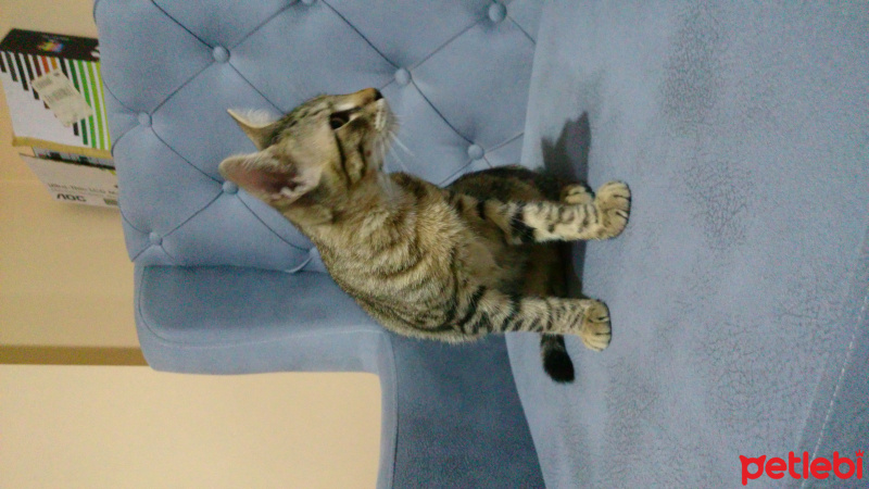 Tekir Kedi, Kedi  Hureyre fotoğrafı