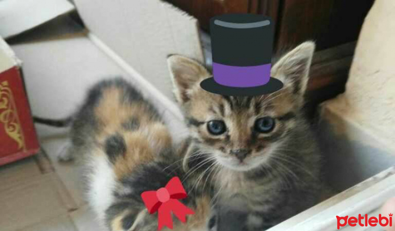 Tekir Kedi, Kedi  Hureyre fotoğrafı