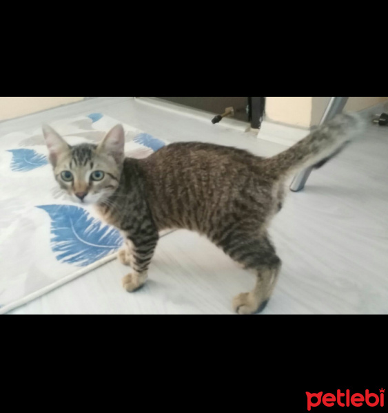 Tekir Kedi, Kedi  Hureyre fotoğrafı