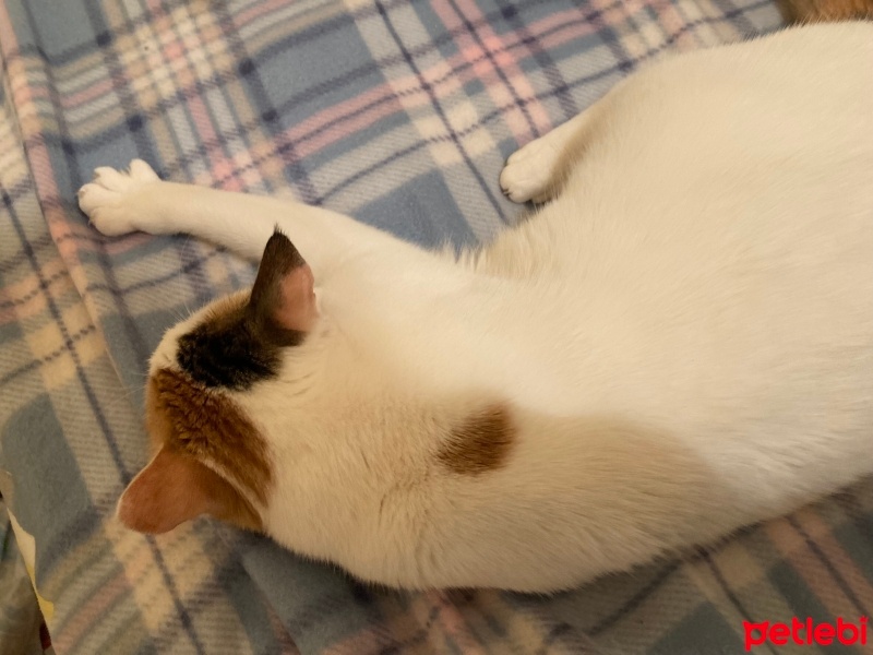 Sarman, Kedi  Nazlı fotoğrafı