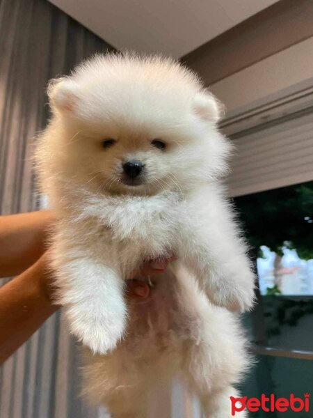 Pomeranyalı, Köpek  Pony fotoğrafı