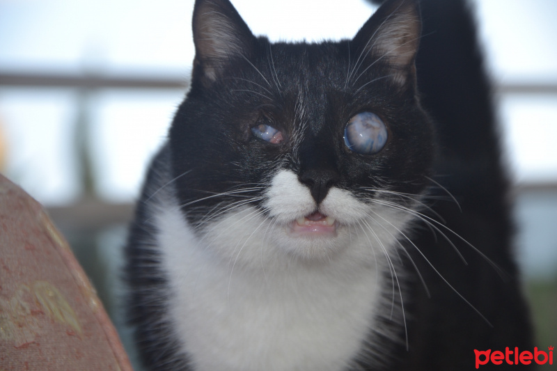 Tekir Kedi, Kedi  efe fotoğrafı