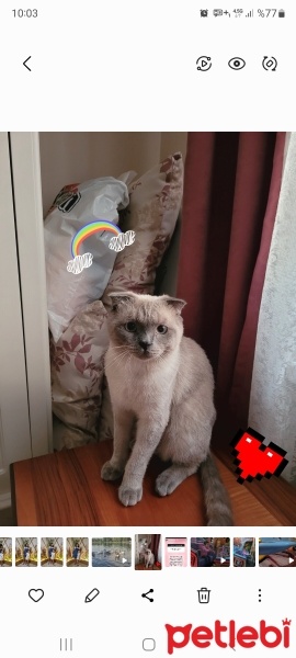 Scottish Fold, Kedi  Bulut fotoğrafı