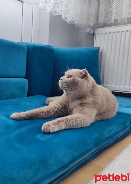 Scottish Fold, Kedi  Duman fotoğrafı