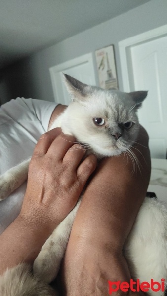 British Shorthair, Kedi  Sutlac fotoğrafı