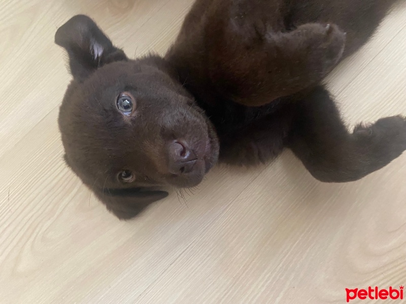 Labrador Retriever, Köpek  Karam fotoğrafı